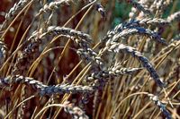 Froment cultivé. Epis. Cliquer pour agrandir l'image.