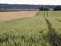 Froment cultivé. Champ. Cliquer pour agrandir l'image.