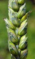 Froment cultivé. Epi. Cliquer pour agrandir l'image.