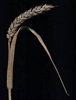 Froment cultivé. Epi. Cliquer pour agrandir l'image.