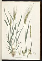 Froment cultivé. Planche d'identification. Cliquer pour agrandir l'image.