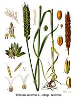 Froment cultivé. Planche d'identification. Cliquer pour agrandir l'image.