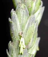 Froment cultivé. Epi. Cliquer pour agrandir l'image.