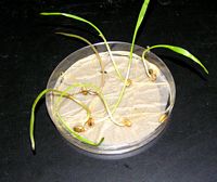 Froment cultivé. Grains germes. Cliquer pour agrandir l'image.