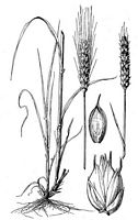 Froment cultivé. Planche d'identification. Cliquer pour agrandir l'image.
