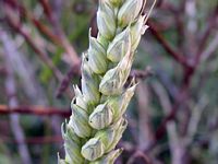 Froment cultivé. Epi. Cliquer pour agrandir l'image.