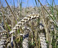 Froment cultivé. Epis murs. Cliquer pour agrandir l'image.