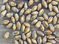 Froment cultivé. Grains. Cliquer pour agrandir l'image.
