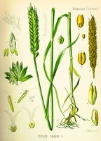 Froment cultivé. Planche d'identification Koehler. Cliquer pour agrandir l'image.