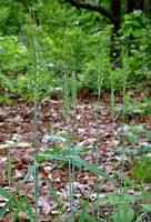 Froment cultivé. Plantes. Cliquer pour agrandir l'image.