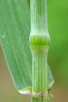 Froment cultivé. Noeud. Cliquer pour agrandir l'image.