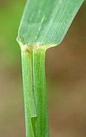 Froment cultivé. Ligule. Cliquer pour agrandir l'image.
