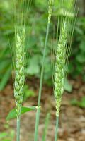 Froment cultivé. Infloresence. Cliquer pour agrandir l'image.