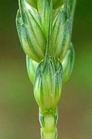 Froment cultivé. Epillet. Cliquer pour agrandir l'image.
