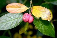 Fusain d'Europe. Fruit. Cliquer pour agrandir l'image.