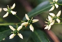 Fusain d'Europe. Fleurs. Cliquer pour agrandir l'image.