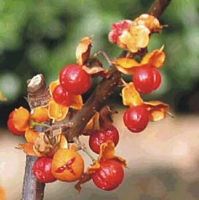 Fusain d'Europe. Fruits. Cliquer pour agrandir l'image.