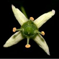 Fusain d'Europe. Fleur. Cliquer pour agrandir l'image.