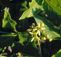 Fusain d'Europe. Fleurs. Cliquer pour agrandir l'image.