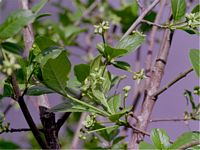 Fusain d'Europe. Fruits verts. Cliquer pour agrandir l'image.