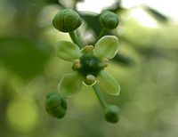 Fusain d'Europe. Fleur. Cliquer pour agrandir l'image.