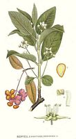 Fusain d'Europe. Planche d'identification Linnemand. Cliquer pour agrandir l'image.