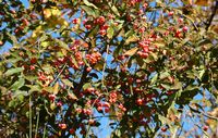Fusain d'Europe. Fruits, Côtes de Clermont. Cliquer pour agrandir l'image.