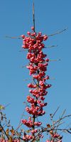 Fusain d'Europe. Fruits, Côtes de Clermont. Cliquer pour agrandir l'image.