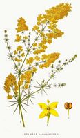 Gaillet vrai. Planche d'identification Linnemand. Cliquer pour agrandir l'image.
