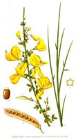 Genêt à balais. Planche d'identification Linnemand. Cliquer pour agrandir l'image.