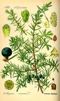 Genévrier commun. Planche d'identification. Cliquer pour agrandir l'image.