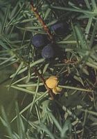 Genévrier commun. Fruits. Cliquer pour agrandir l'image.