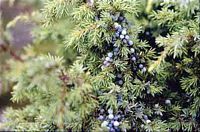Genévrier commun. Fruits. Cliquer pour agrandir l'image.