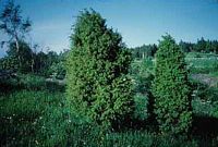 Genévrier commun. Plantes. Cliquer pour agrandir l'image.