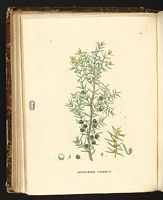 Genévrier commun. Planche d'identification Saint-hilaire. Cliquer pour agrandir l'image.