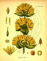 Gentiane jaune. Dessin d'identification. Cliquer pour agrandir l'image.