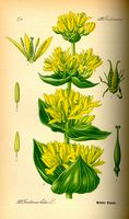 Gentiane jaune. Planche d'identification. Cliquer pour agrandir l'image.