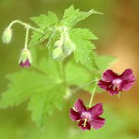 Géranium des bois. Allagnat. Cliquer pour agrandir l'image.