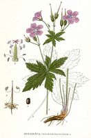 Géranium des bois. Planche d'identification Linnemand. Cliquer pour agrandir l'image.