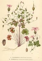 Géranium herbe-à-robert. Planche d'identification Linnemand. Cliquer pour agrandir l'image.