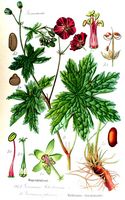 Géranium herbe-à-robert. Planche d'identification Thomé. Cliquer pour agrandir l'image.