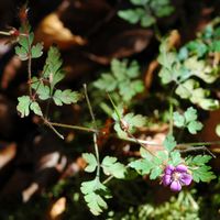 Géranium herbe-à-robert, Plante, Les Roches. Cliquer pour agrandir l'image.