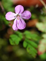 Géranium herbe-à-robert, Fleur, Les Roches. Cliquer pour agrandir l'image.