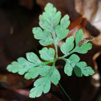 Géranium herbe-à-robert, Feuilles, Les Roches. Cliquer pour agrandir l'image.