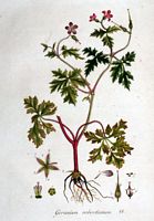 Géranium herbe-à-robert. Planche d'identification Flora batava. Cliquer pour agrandir l'image.