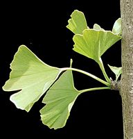 Ginkgo biloba. Feuille. Cliquer pour agrandir l'image.
