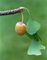Ginkgo biloba. Fruit. Cliquer pour agrandir l'image.