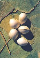 Ginkgo biloba. Amande. Cliquer pour agrandir l'image.