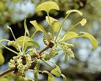 Ginkgo biloba. Fleurs de ginkgo biloba. Cliquer pour agrandir l'image.