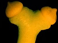 Ginkgo biloba. Ovule du Ginkgo biloba. Cliquer pour agrandir l'image.